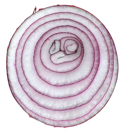 Cross section of a red onion